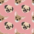 vector seamless pattern with muzzles of cute dogs - pugs and chukhahua on a pink background